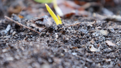 Garlic growing in worm castings sprouting the surface for Spring