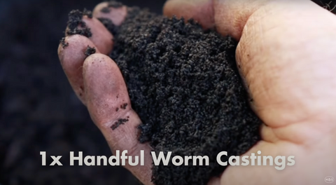 Handful of worm castings