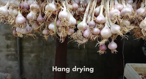 Hang drying garlic