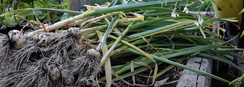 Heaping batch of harvested garlic