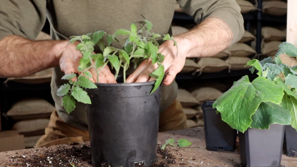 Image of a potted up tomato plant in worm casting seedling mix