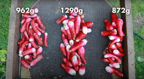 Radish soil experiment results