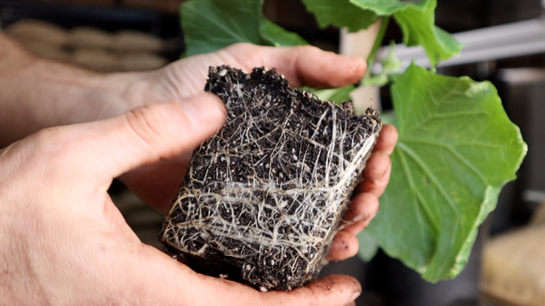 image of a root bound seedling ready to be potted up