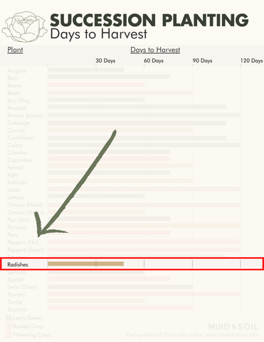 Succession planting days to harvest radishes