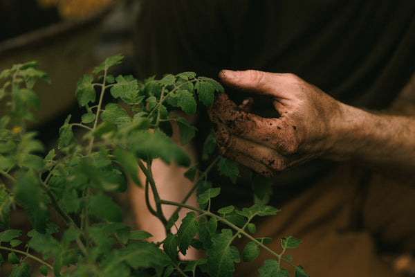 Tomatoes love to be transplanted with worm castings