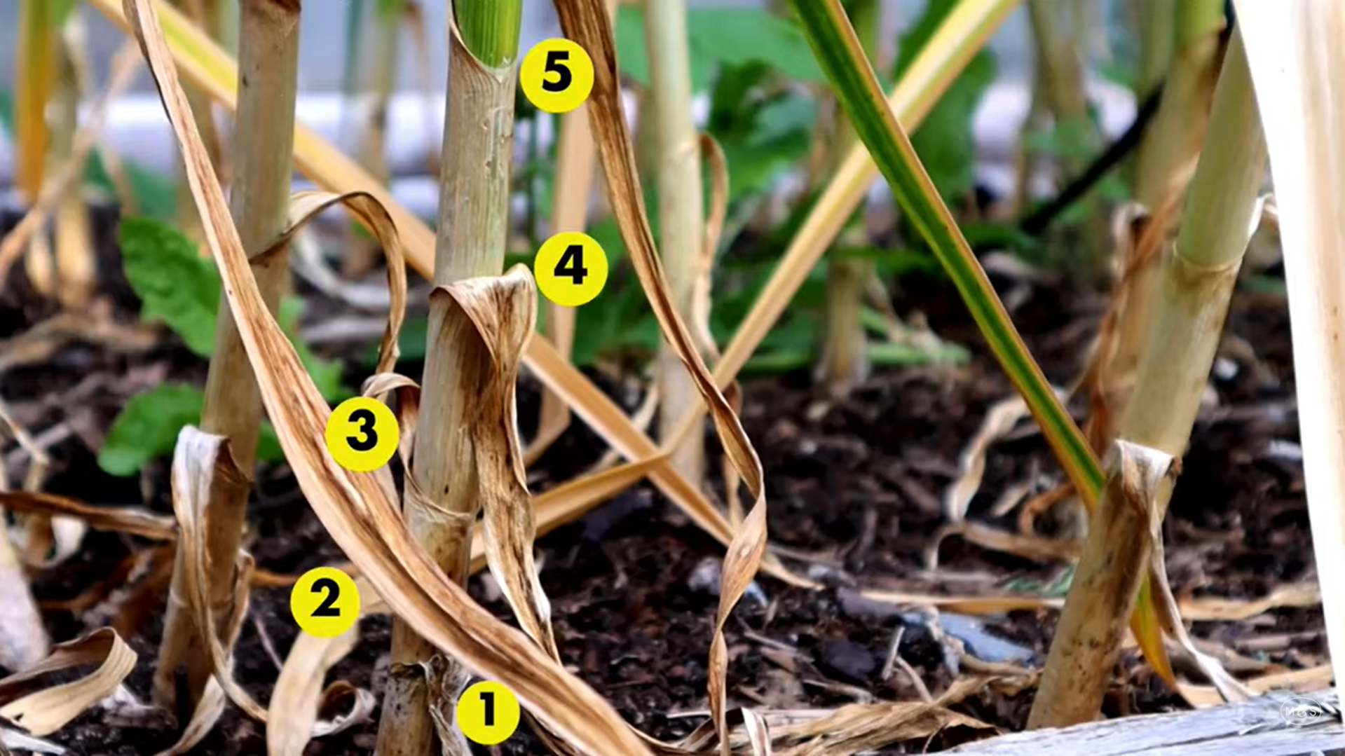 Dead leaves on garlic stalks