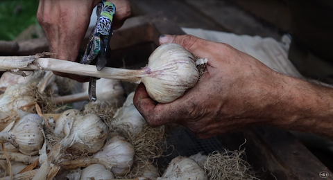 Where to cut stem of garlic after drying