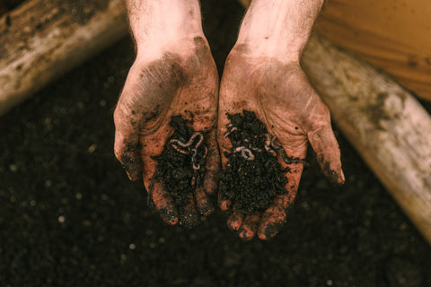 Worm castings in hands