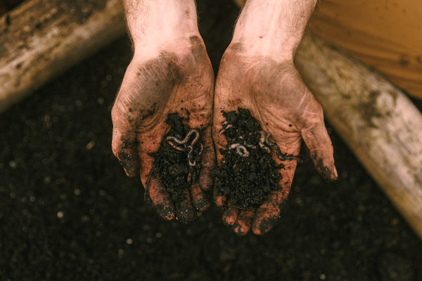 Picture of worm castings in hands