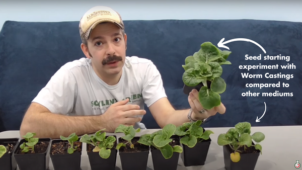 Image of a seed starting experiment using worm castings