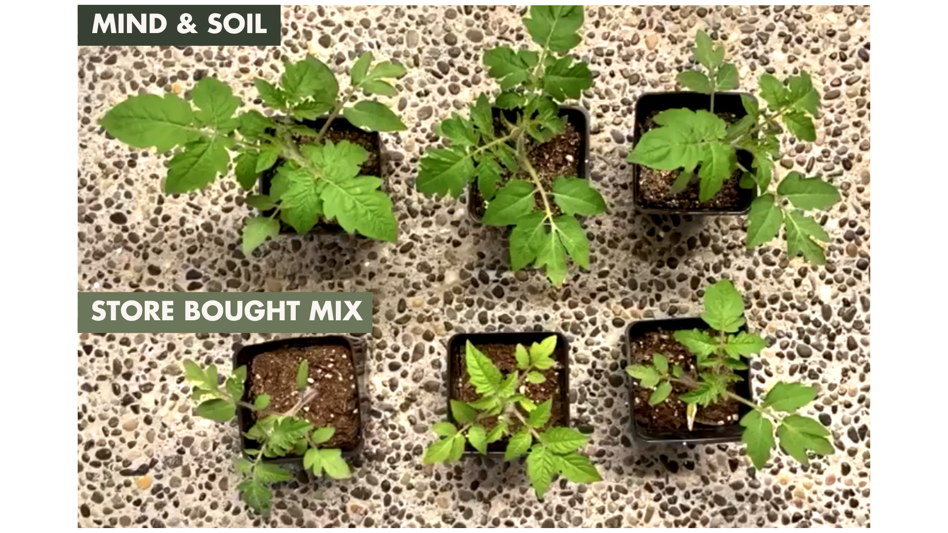 Image of seedlings growing much larger in Mind & Soil's Worm Casting Seedling Mix