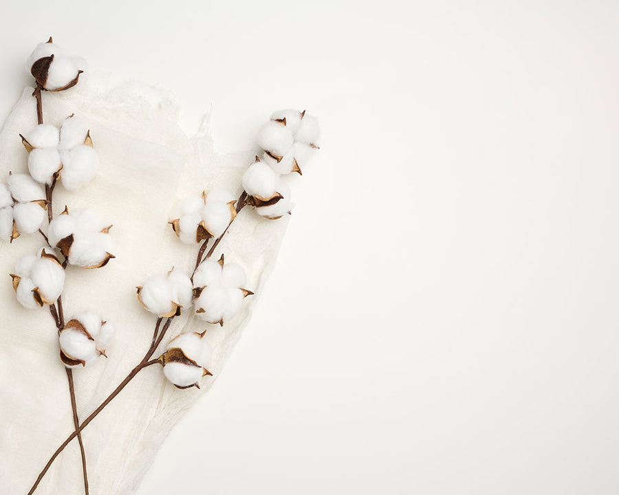Two sprigs of cotton plants lying on a white surface