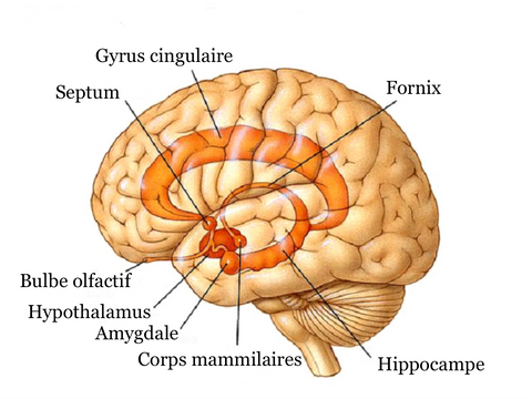 schéma cerveau