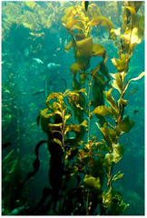 underwater kelp