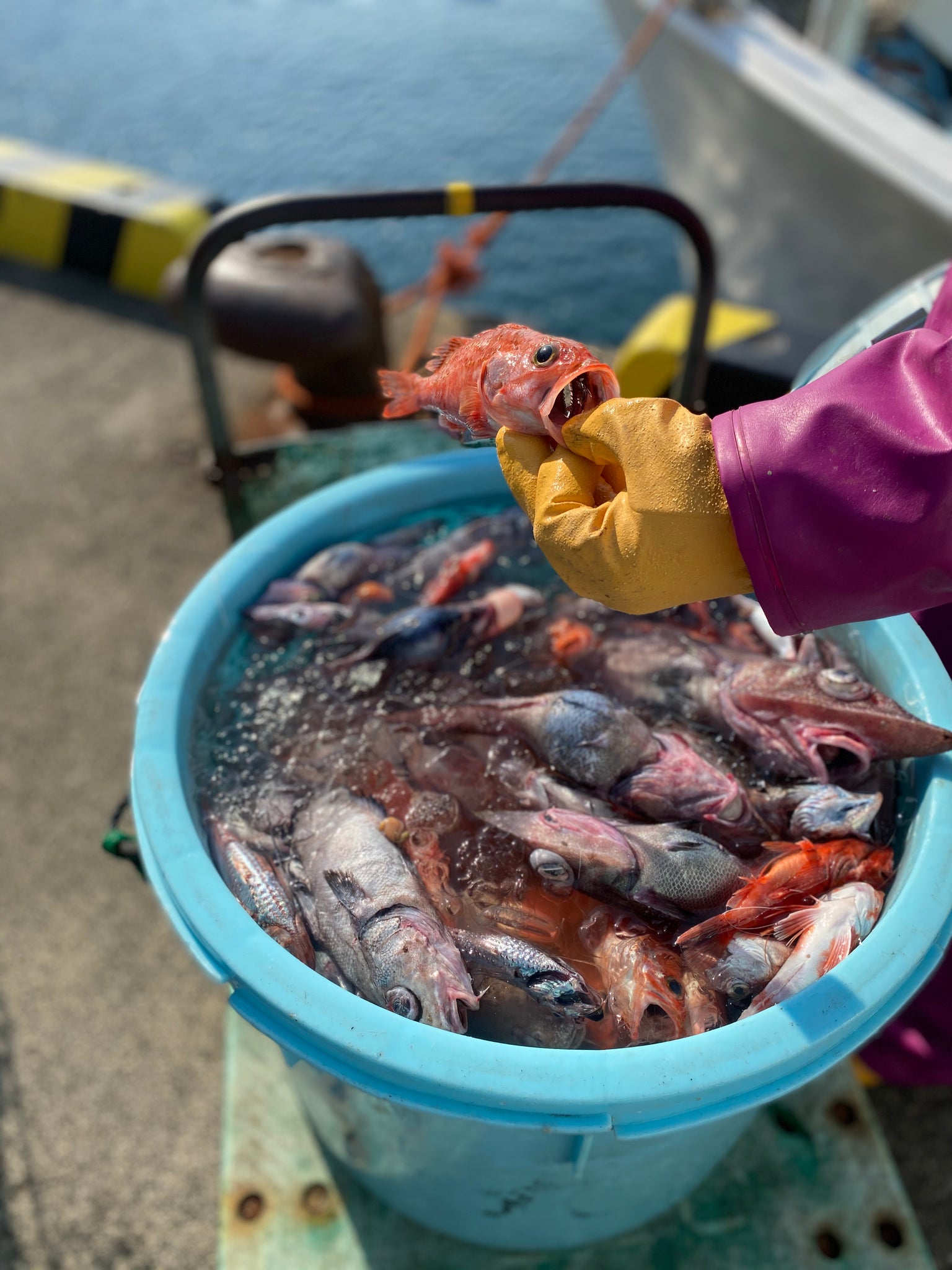 深海魚直送便 食べて楽しむ