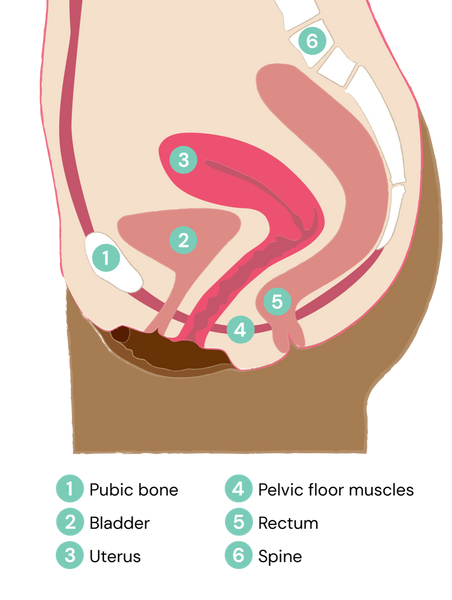 Pelvic floor supporting pelvic organs: bladder, vagina and uterus, colon