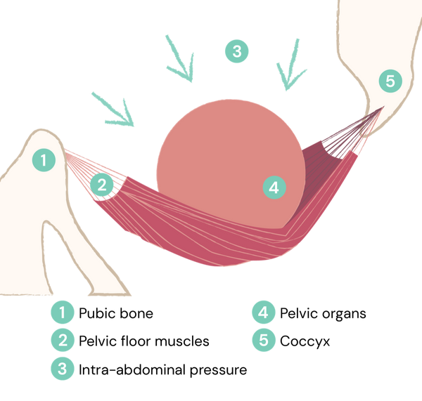 Pelvic organs supported by trampoline-like pelvic floor muscles