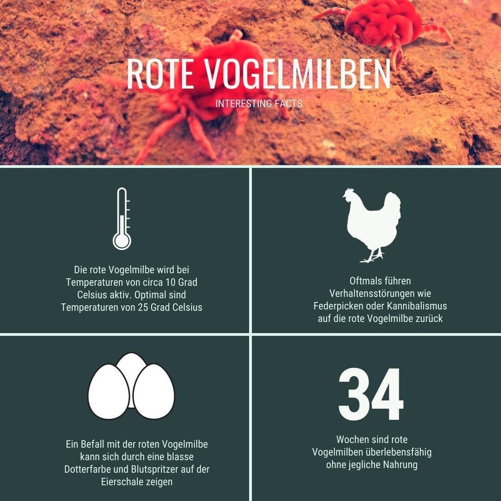 Merkmale rote Vogelmilbe