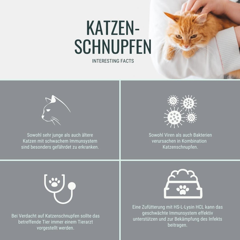 Katzenschnupfen anzeichen