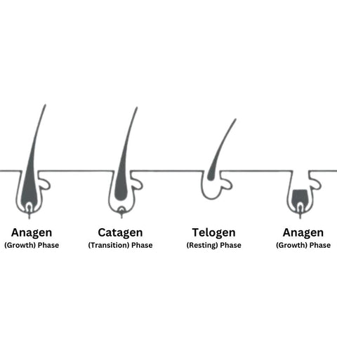 Eyelash Growth Cycle Explained