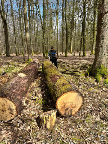 Eichenholz aus dem Spessart: Grundlage für unsere Möbel