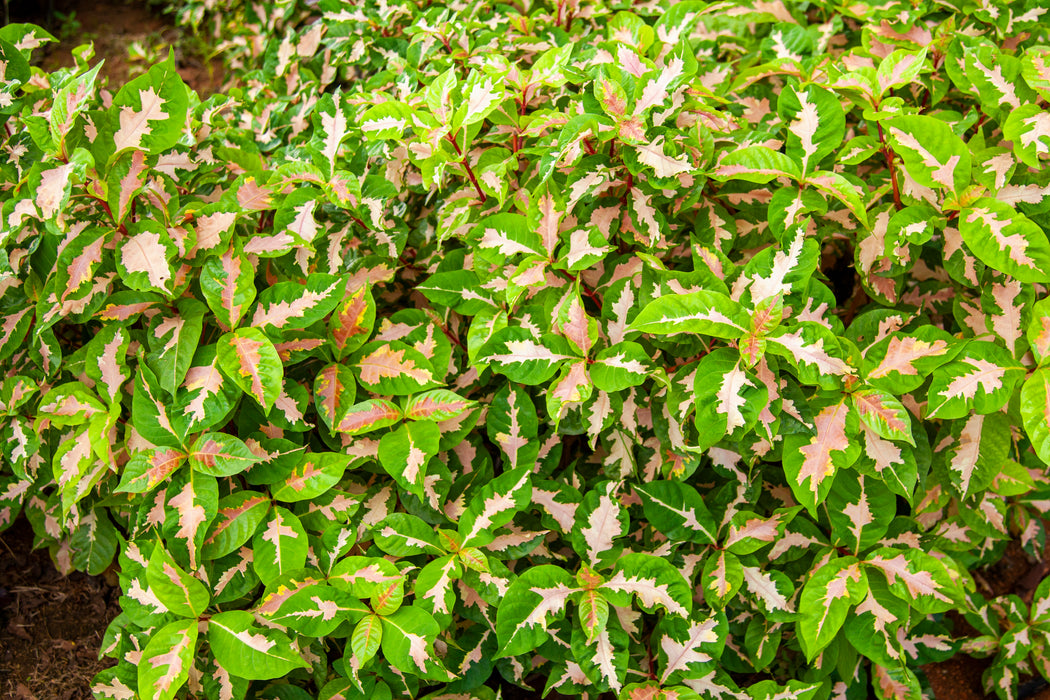 Eranthemum bicolor — Heartyculture Nursery