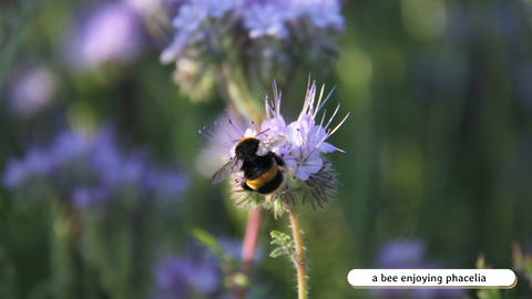 a bee enjoying phacelia