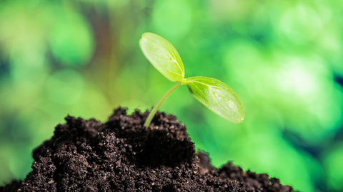 healthy soil and seedling