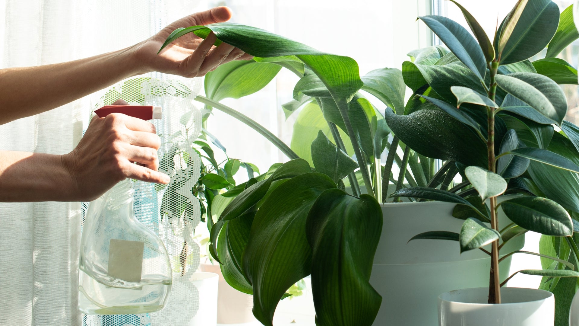 Hands spraying an indoor house plant with water