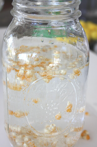 A fall STEM activity for kids made of corn kernels in a glass jar science experiment