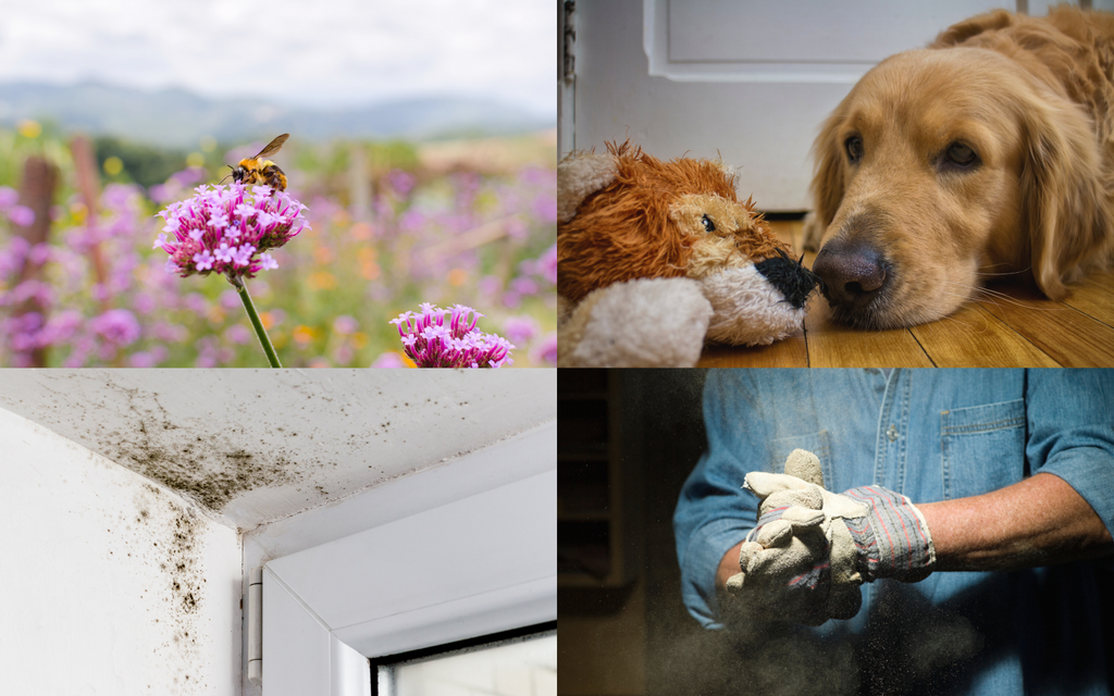 four spring allergies: pollen, pet dander, mold, dust
