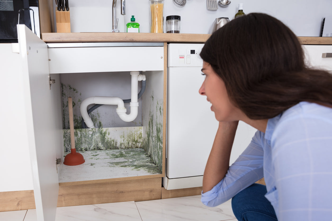 Hidden Places You Might Find Mold Around Your House