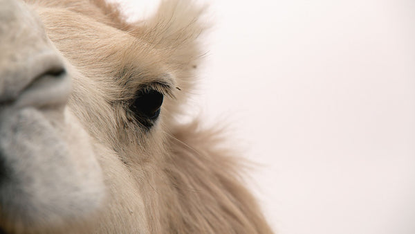 Fibras Animales - El camello