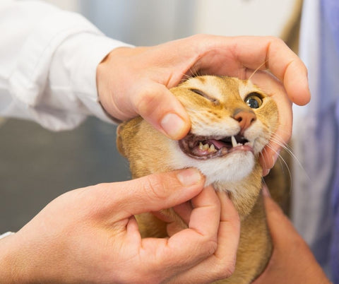 gingivitis en perros y gatos