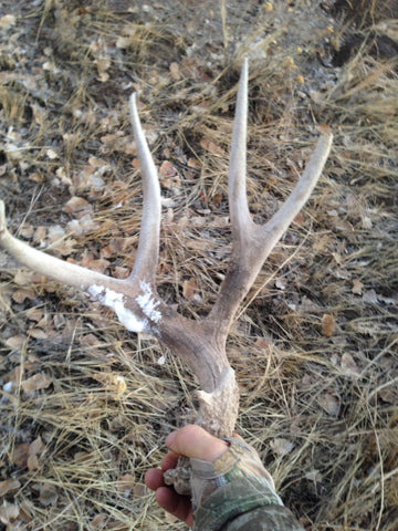 Fred Eichler picking up a fresh mule deer shed while shed hunting