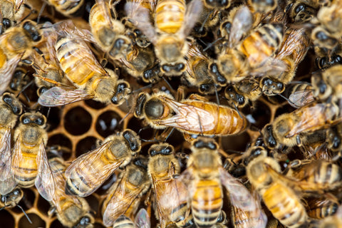 Queen Bee Information - Facts About The Queen Bee