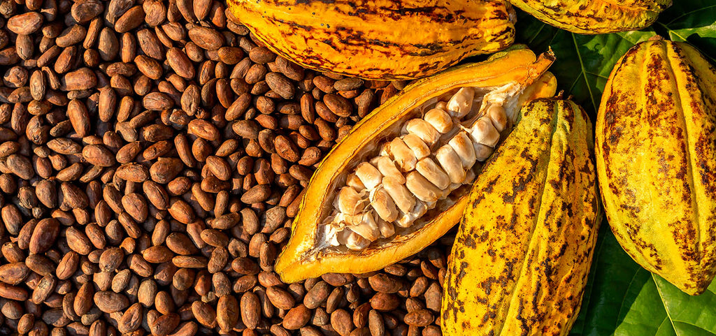 Philippines' Ambrosial Cacao – PHILIA