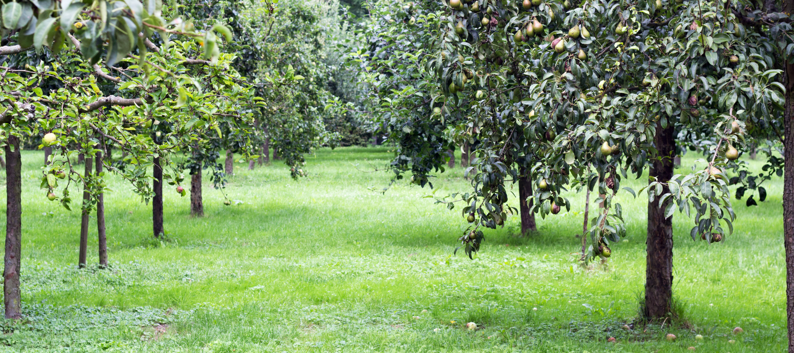 Maximising yield by summer pruning fruit trees - The Diggers Club