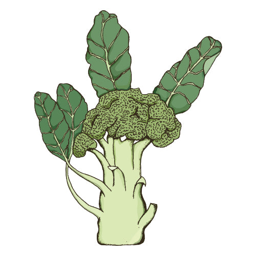 pechay plant clipart