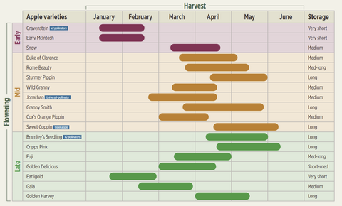 Apple Harvest & pollinator chart 
