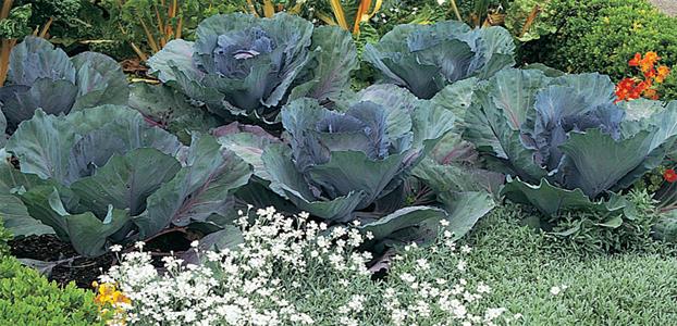 CABBAGES AND SNOW-IN-SUMMER COMPLEMENT THE COTTAGE GARDEN
