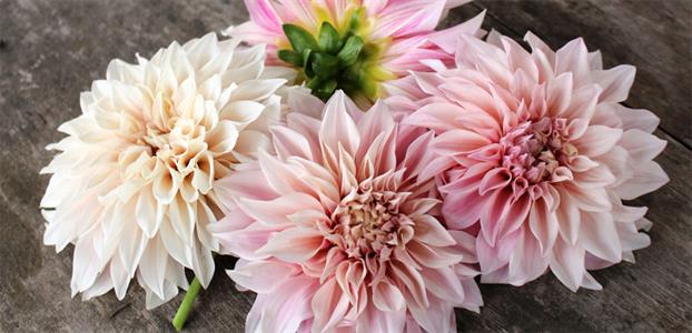 COLOUR VARIATIONS IN THE OUTSTANDING CUT FLOWER DAHLIA CAFE AU LAIT