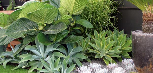 DAVE POMARRE'S LUSH, GREEN, SOFT SUCCULENT GARDEN