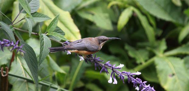 EASTERN SPINEBILL