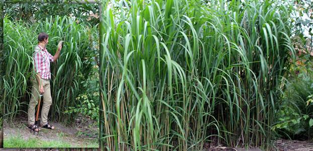 Giant Miscanthus