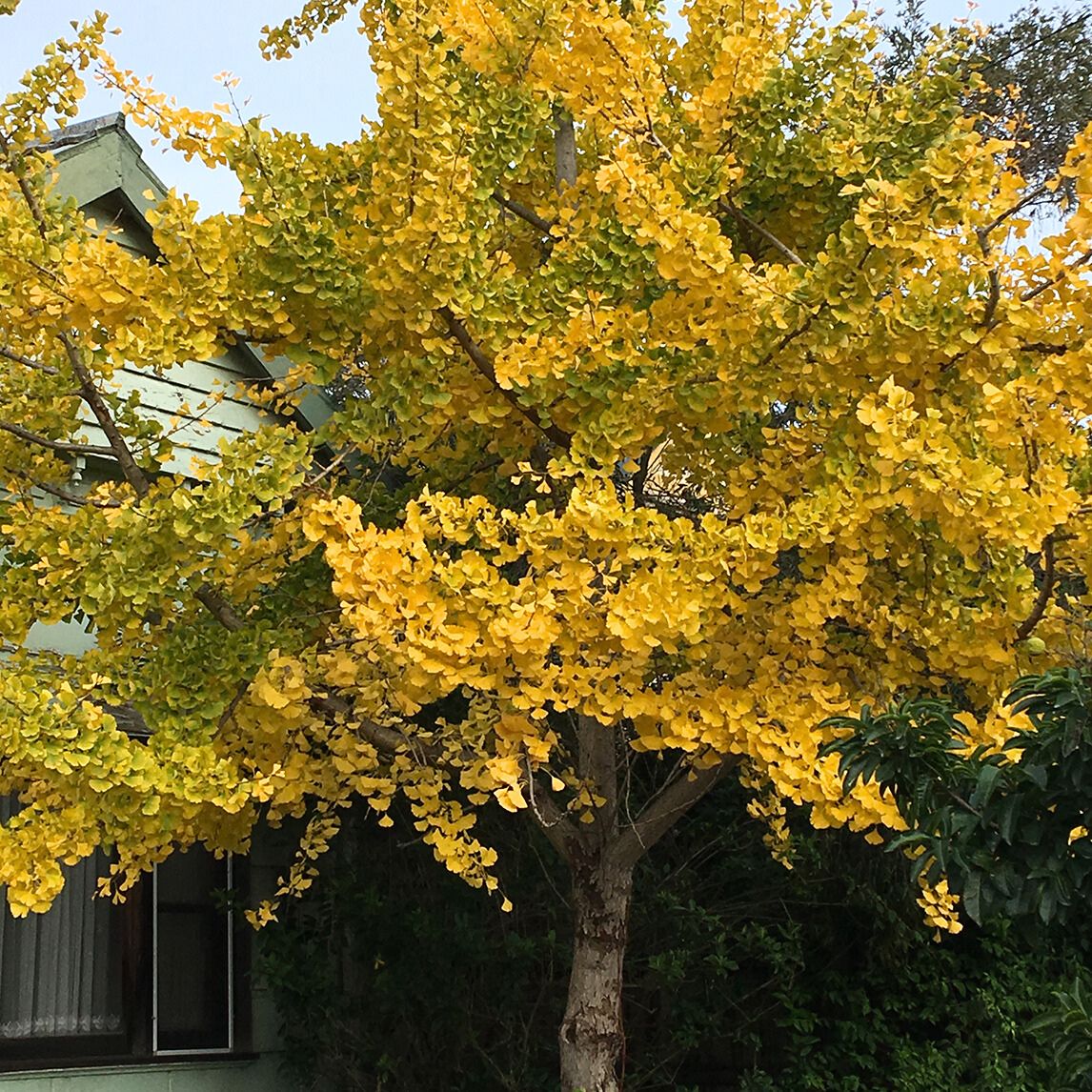 Ginkgo Tree.jpg__PID:600acee6-5000-4ed4-a05a-1b3f70430f76