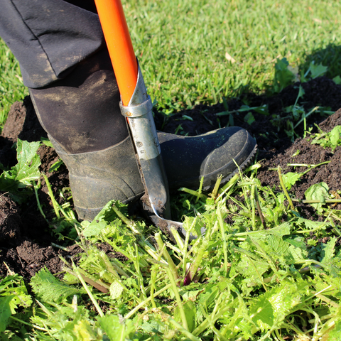Digging in green manure