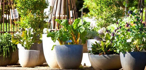 Heirloom vegie gardens - in pots