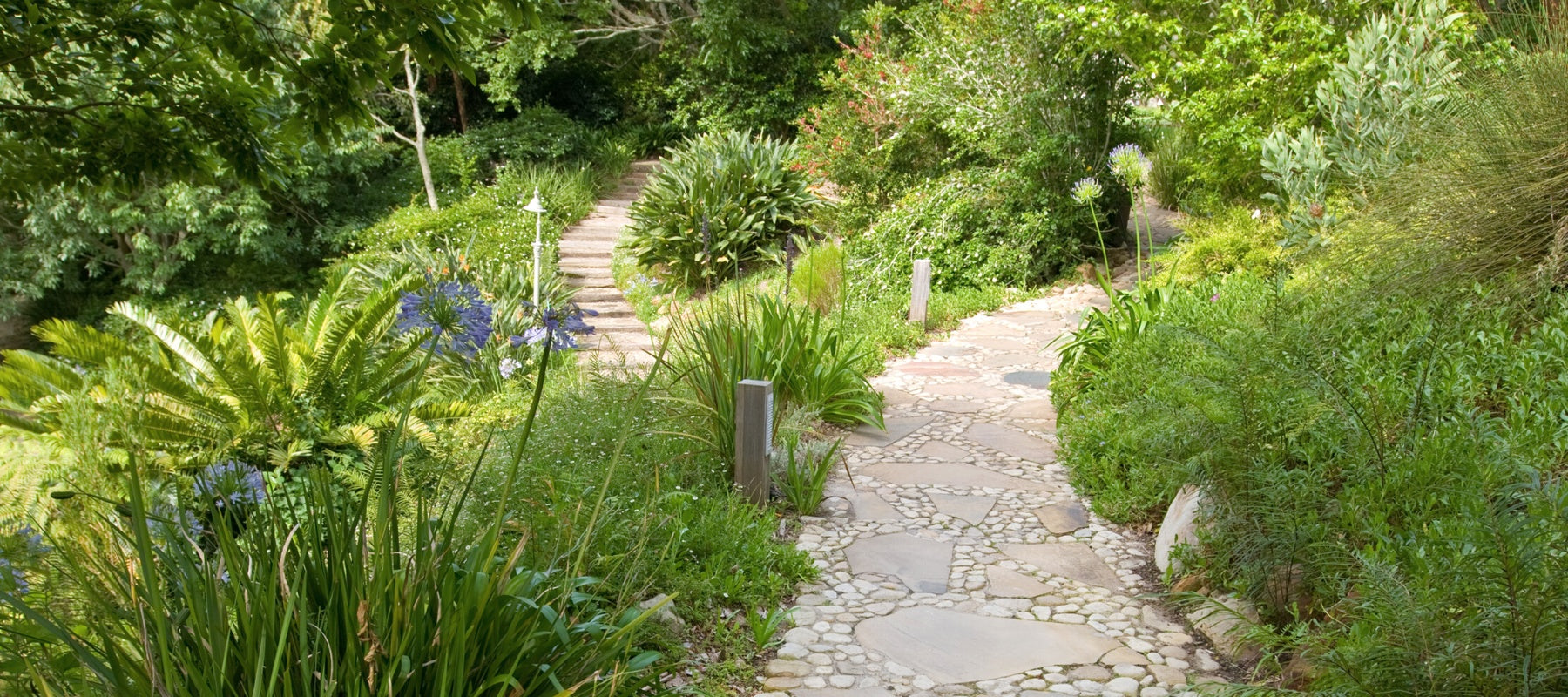 A pathway though a lush sensory garden