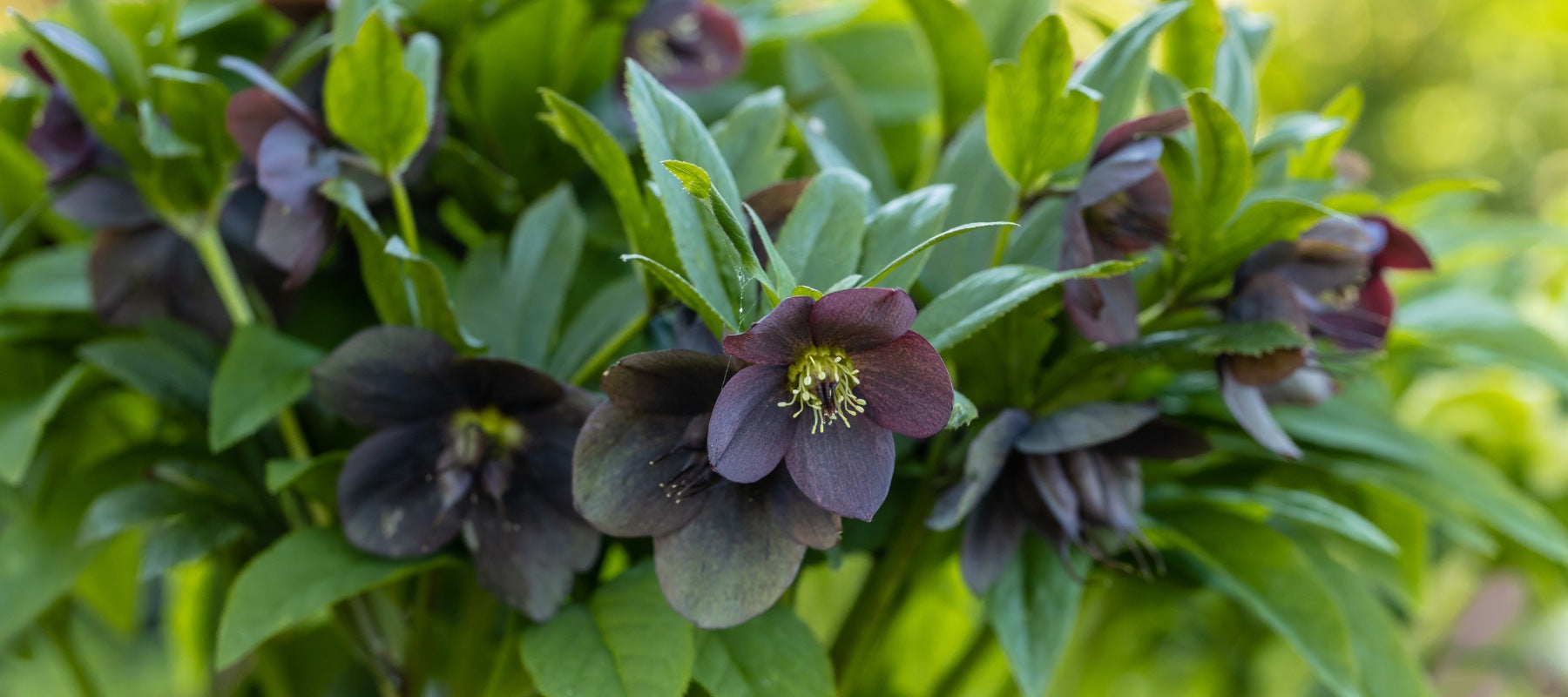 hellebore plant